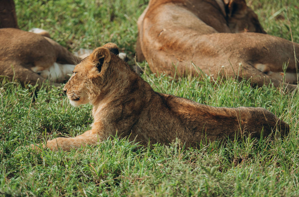 Young lion lying in long green grass