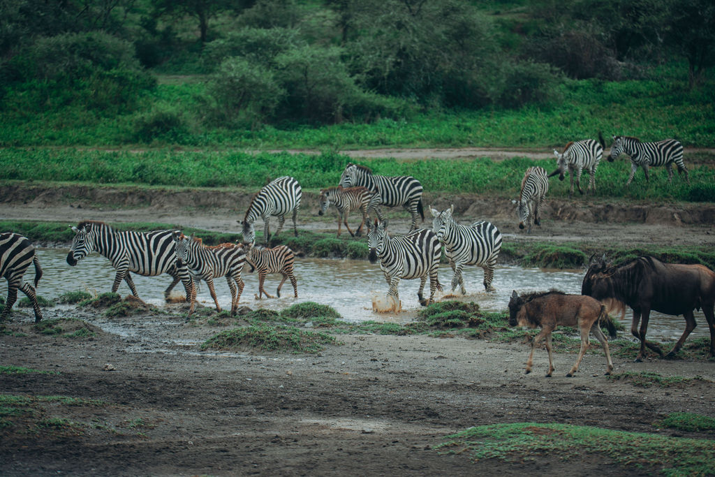 Zebra and wildebeest gathered at a muddy waterhole