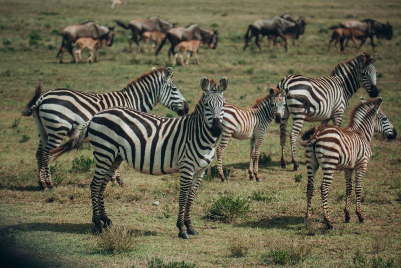 Zebra and wildebeest moving together across the grassland