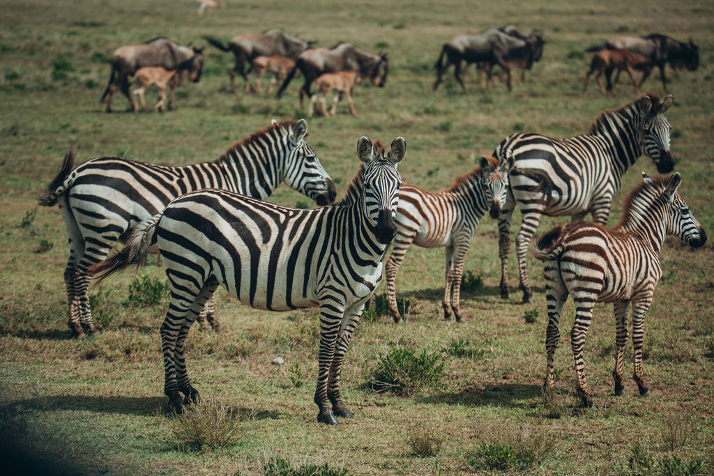 Zebra and wildebeest moving together across the grassland