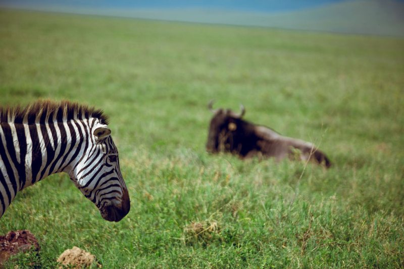 Zebra and wildebeest resting together on green grass