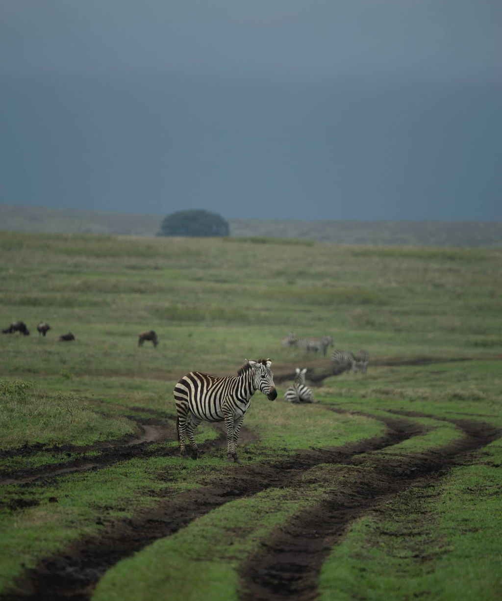 Zebra standing beside twin tyre tracks across green plains