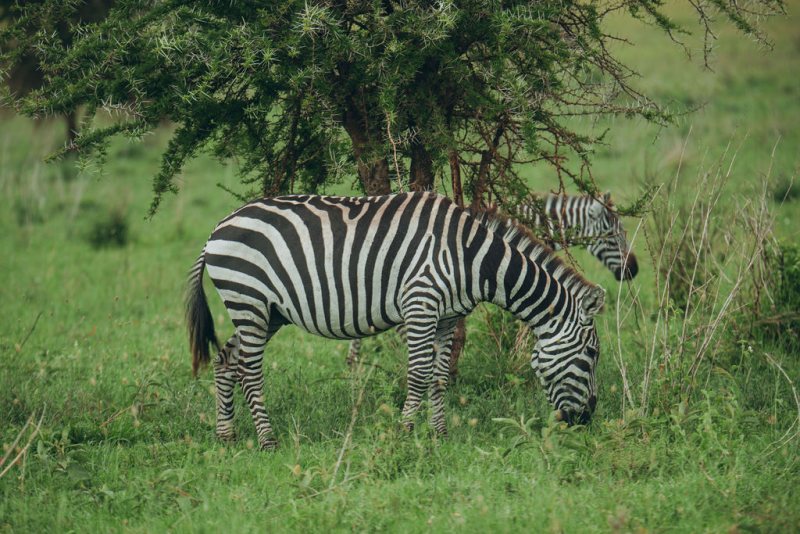 Zebra grazing beside a shady thicket