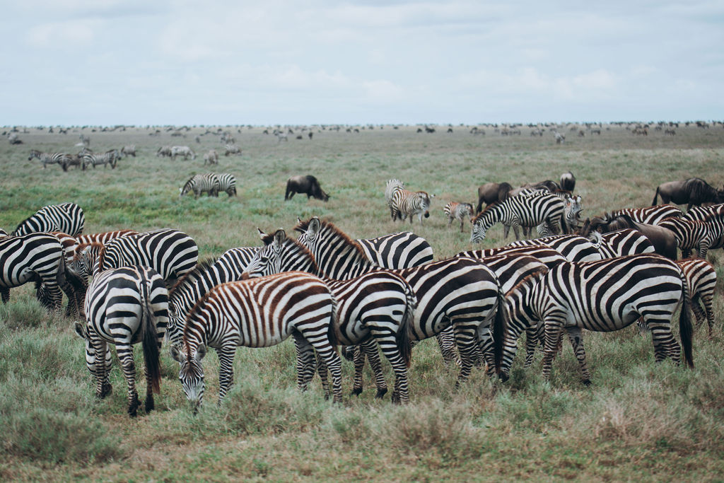 Zebra herd grazing on short grass plains