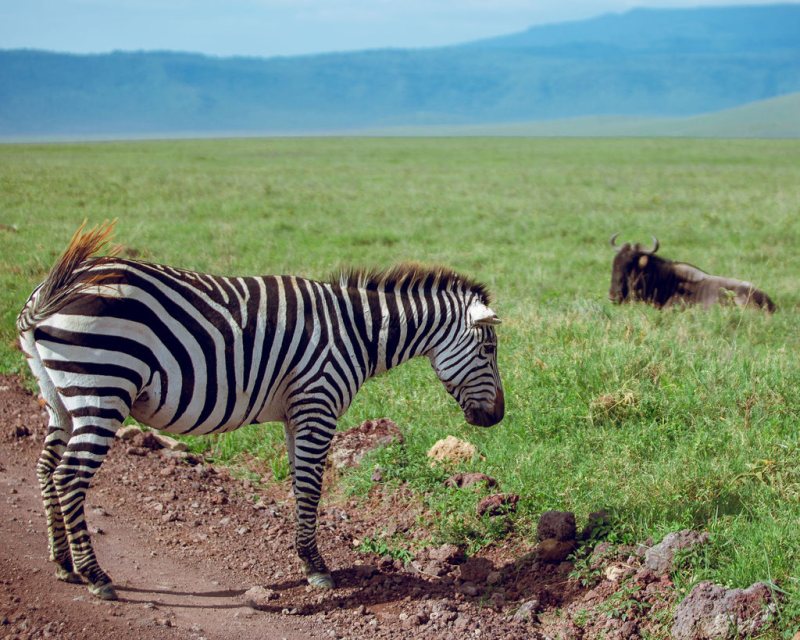 Zebra grazing on the green crater floor