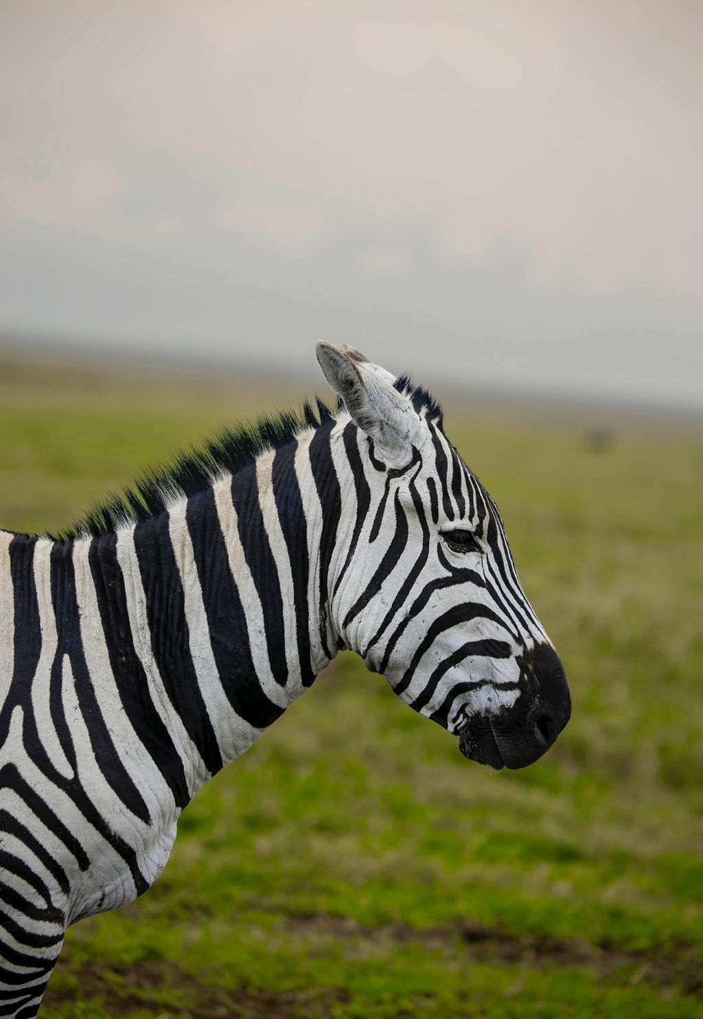 Portrait of a zebra against open grassland