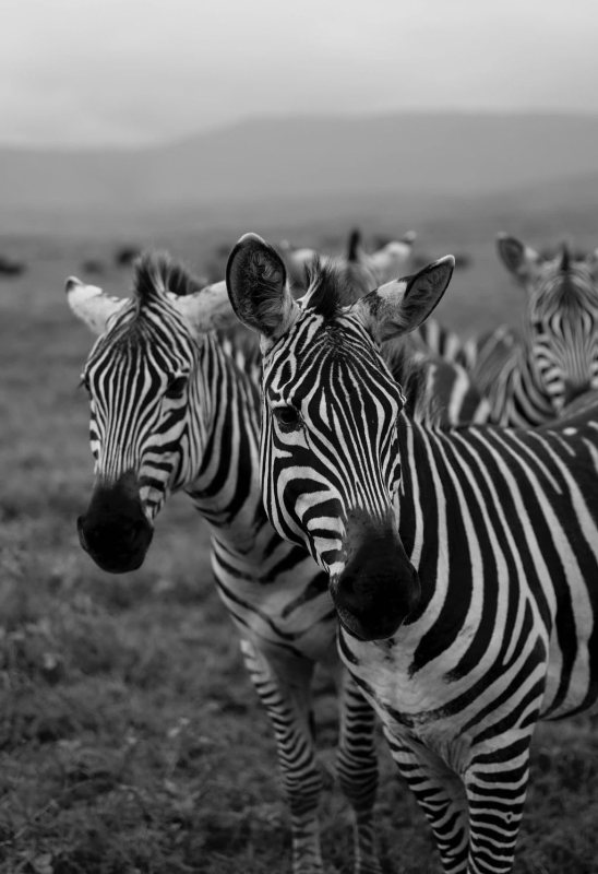 Two zebras photographed in black and white