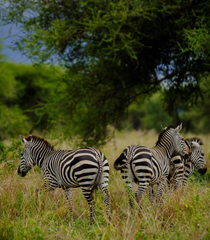 Zebras standing in green woodland grass