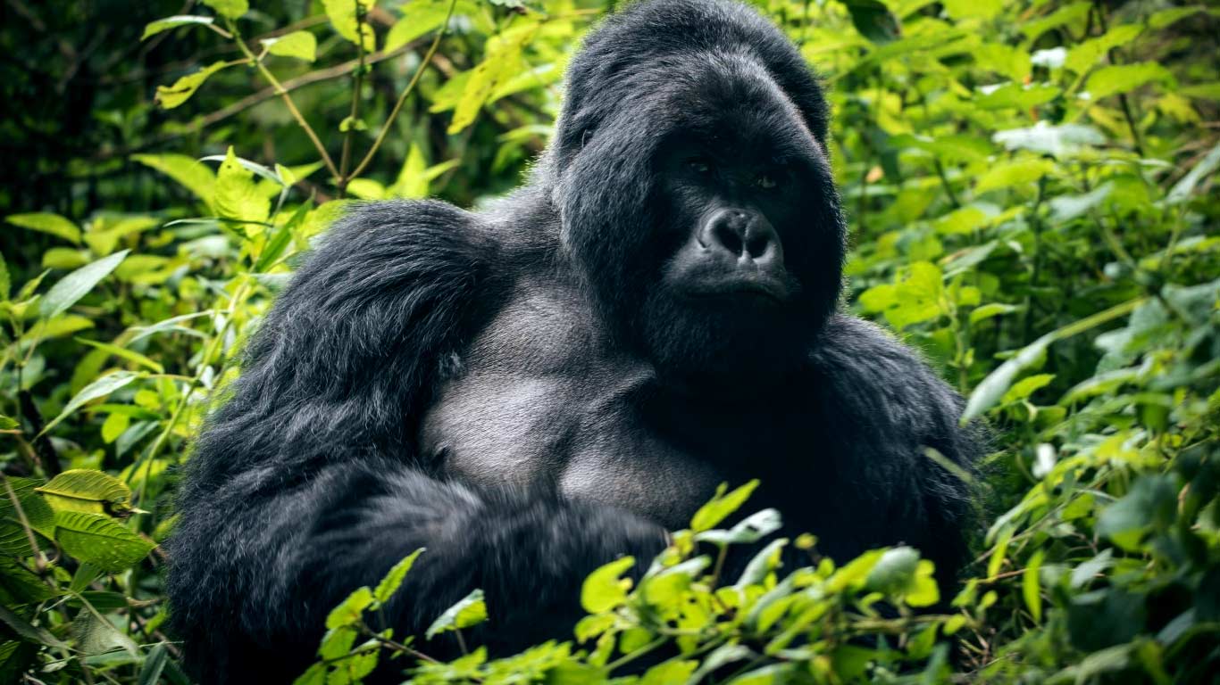 Gorilla Trekking in Rwanda