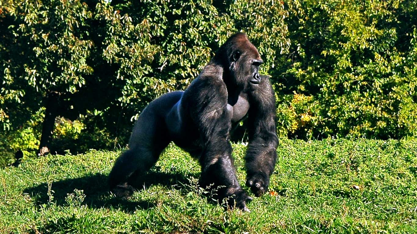 Gorilla Trekking in Rwanda