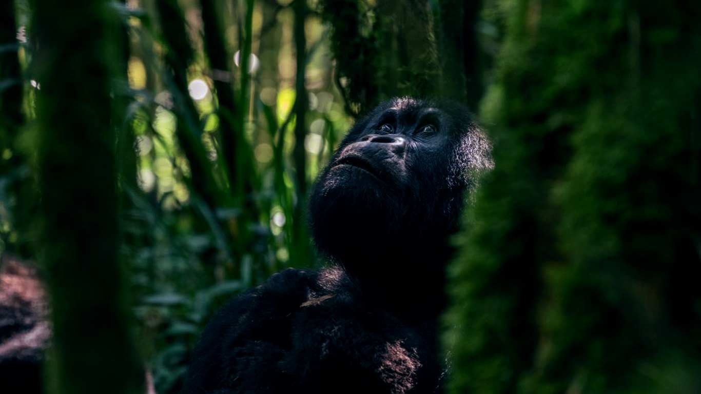 Safari in Rwanda