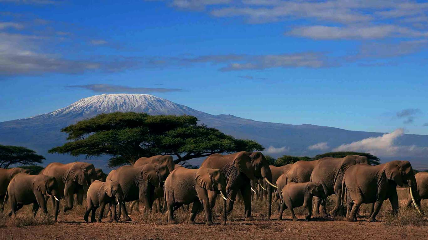 Safari in Kenya
