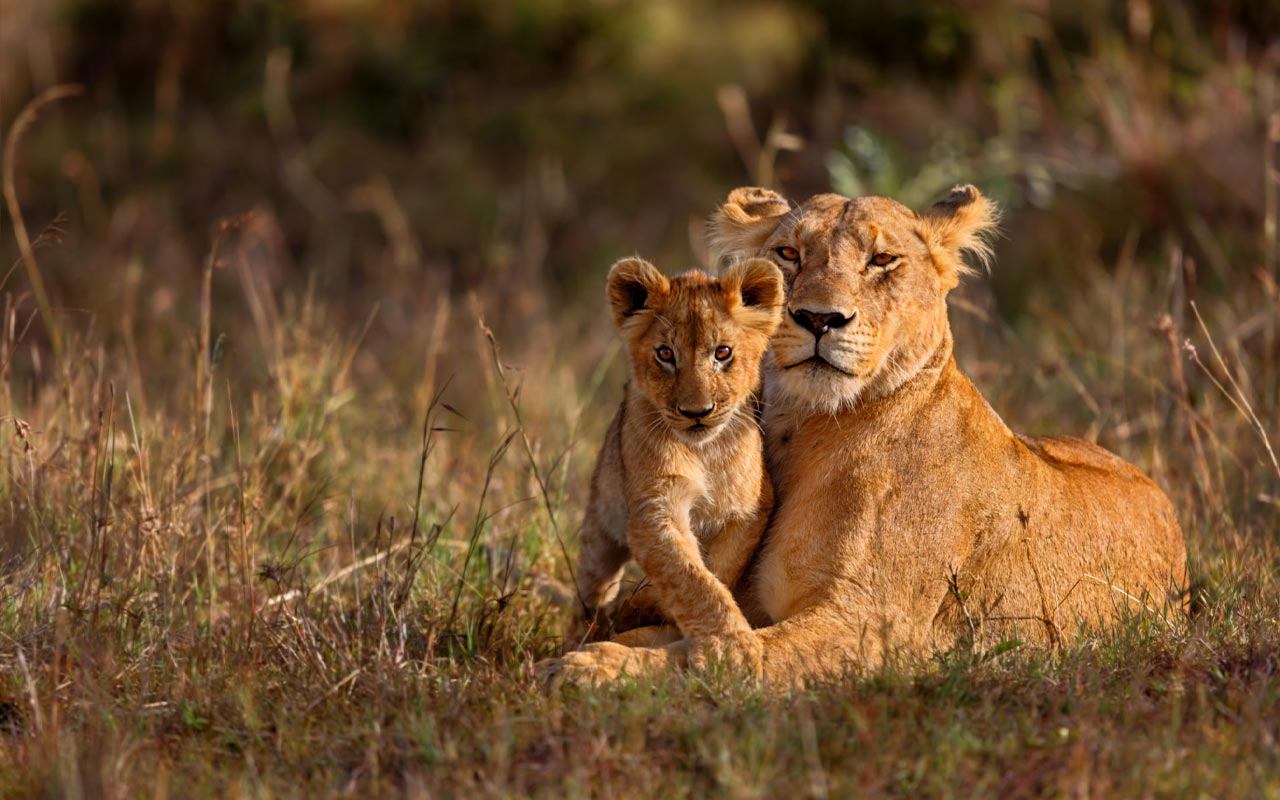 Ruaha National Park