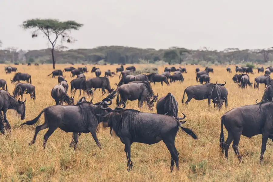 Best Time to Visit During the Dry Season (June - September)