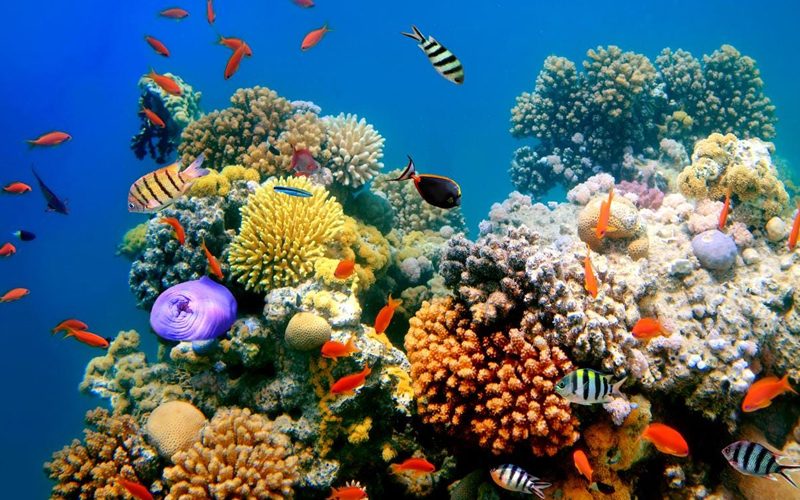 Discover Zanzibar Diving