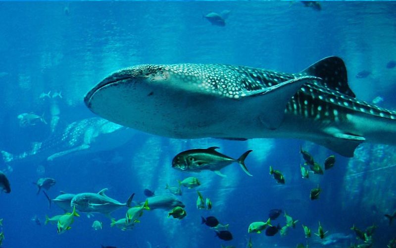 Snorkeling in Zanzibar Underwater Wonders