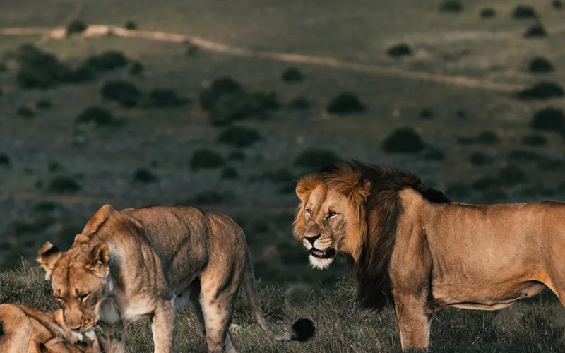 Photography Tips for Your Tanzania Safari
