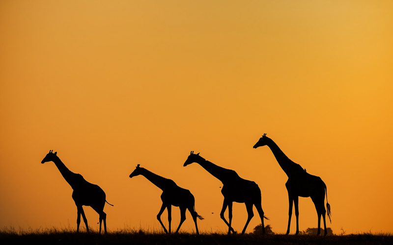 Photography Tips for Your Tanzania Safari