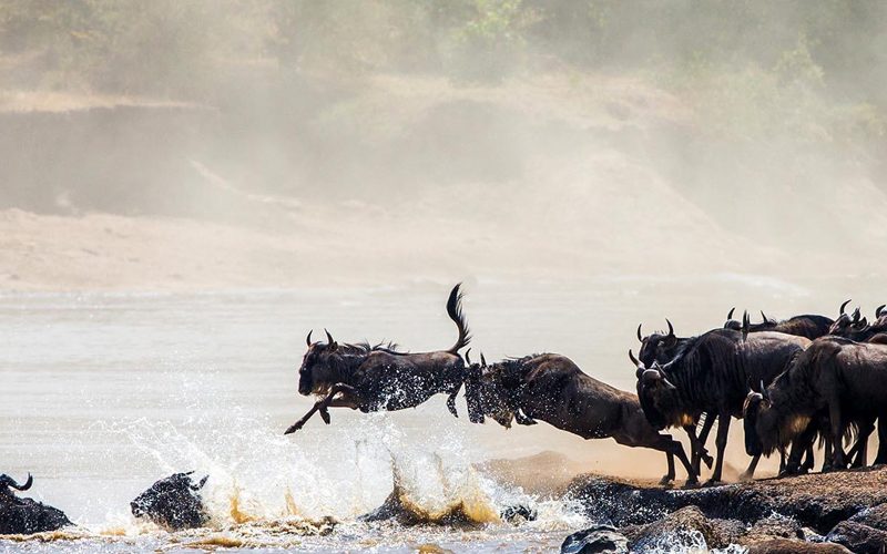Safari Adventures in Tanzania