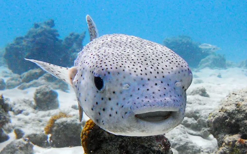 Snorkeling in Tanzania: Underwater Paradise