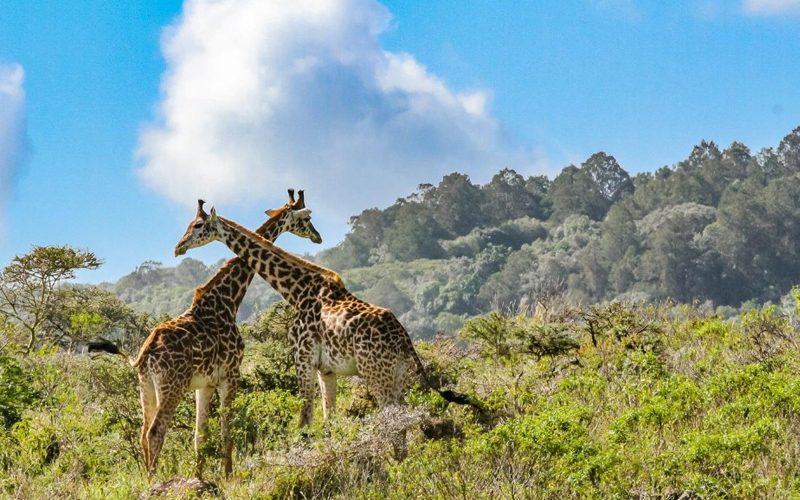 How Global Climate Change is Impacting Tanzania’s National Parks