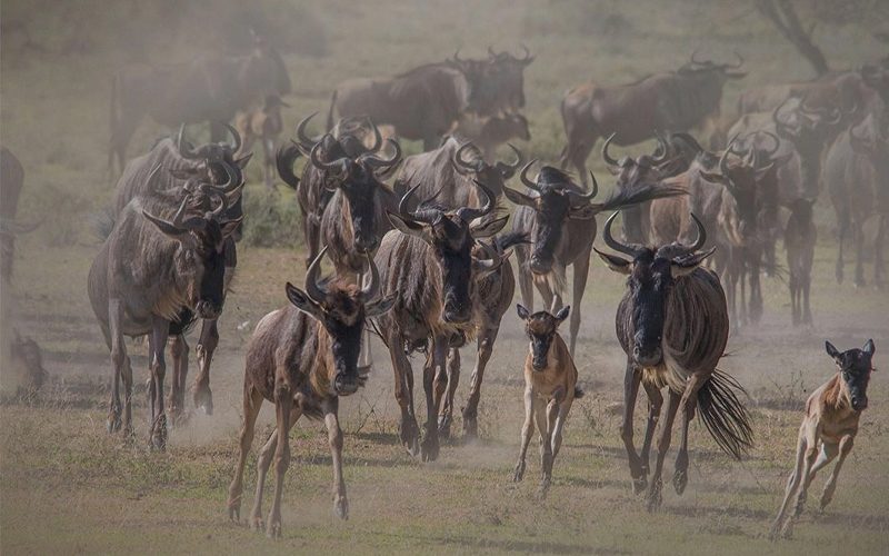 The 2024 Guide to Tanzania’s Serengeti Migration Safari