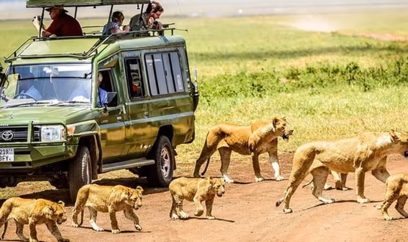 Game Drives in the Ngorongoro Crater