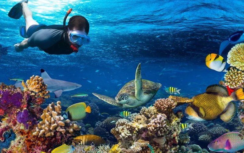 Christmas Snorkeling in Zanzibar: Marine Adventures for the Holidays