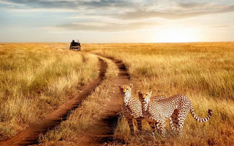 How Climate Change is Impacting Tanzania’s Wildlife Safaris in 2025