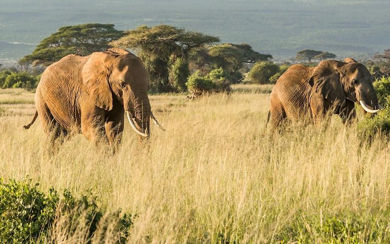 New Year’s Eve in Tanzania: Best Safari and Beach Celebrations for 2025