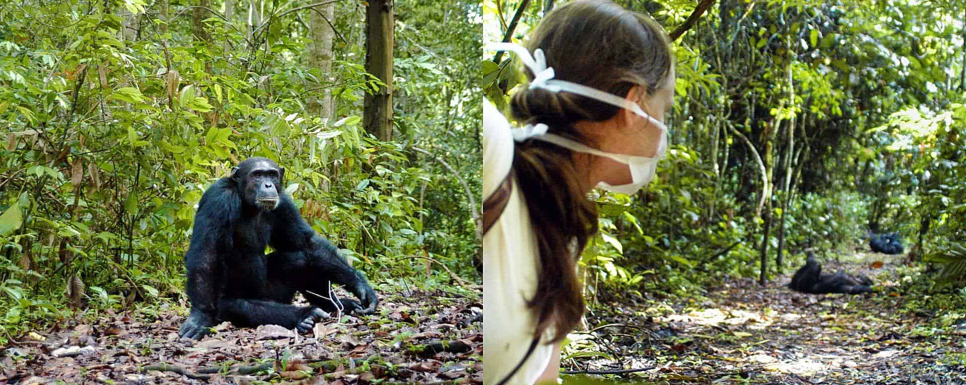 Can I Visit Gombe Stream National Park For Chimpanzees?