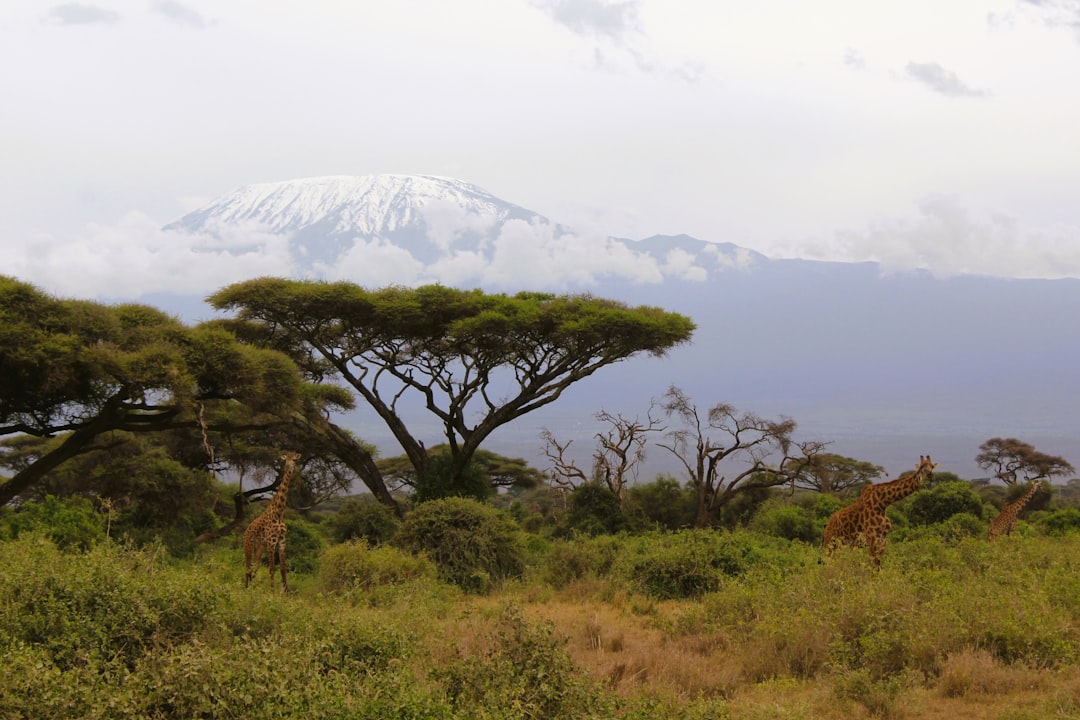 Can Older Adults Or Kids Climb Kilimanjaro Age Limits